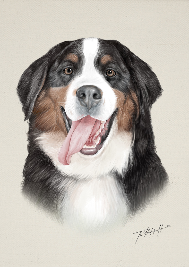 Portrait of a Bernese mountain dog